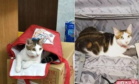 猫奴没人权!主人睡到一半感觉身体凉凉,睁眼看到棉被被猫咪叼走 猫奴没人权!主人睡到一半感觉身体凉凉,睁眼看到棉被被猫咪叼走