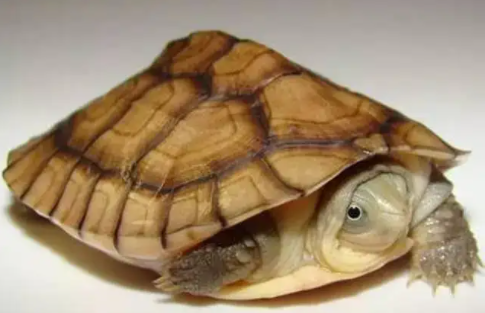 哥伦比亚泥龟腐皮怎么治?方法其实很简单!