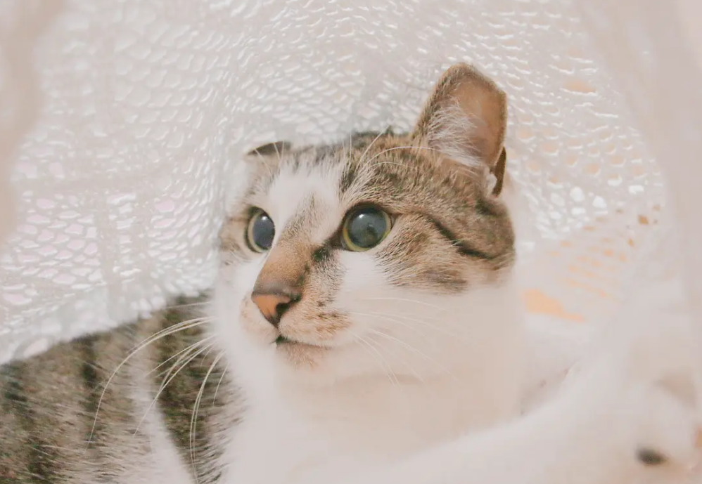 猫传腹多久肚子会变大 猫传腹多久肚子会变大