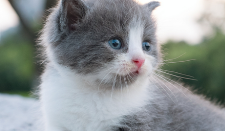 人吃的维生素b2可以给猫吃吗