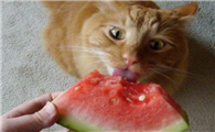 一个月的小猫咪可以吃西瓜吗