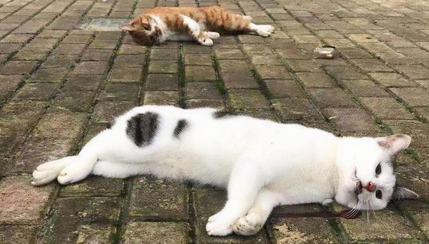 宠物猫过世了怎么安葬好 宠物猫过世了怎么安葬好
