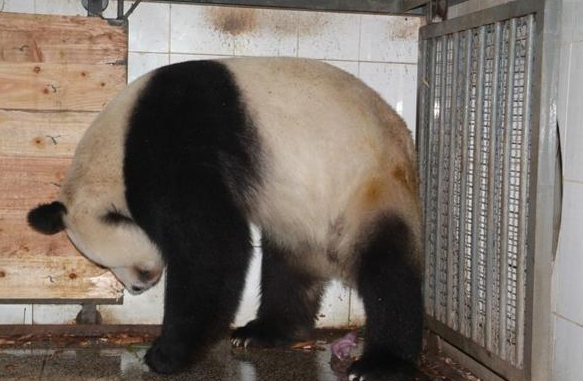 大熊猫嘴里叼着东西,想拿来换奶喝,饲养员凑近一看:我的祖宗呀 大熊猫嘴里叼着东西,想拿来换奶喝,饲养员凑近一看:我的祖宗呀