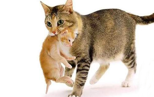 四个月的猫咪怀孕能生吗 四个月的猫咪怀孕能生吗