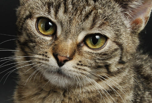 猫咪公猫3个多月有蛋蛋吗 猫咪公猫3个多月有蛋蛋吗