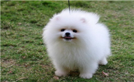 博美犬驱虫应该多长时间一次