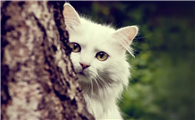 怎样分辨是不是猫藓