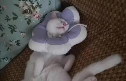 公猫绝育后几天摘头套 公猫绝育后几天摘头套