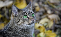 猫咪的胡子太长了可以剪吗