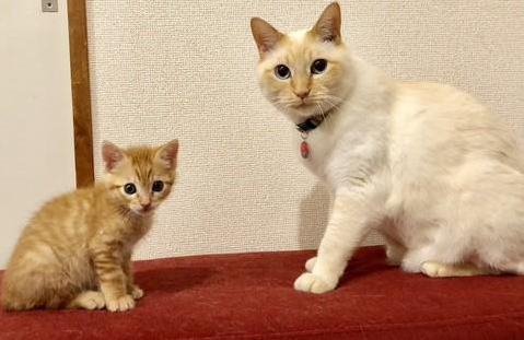 小猫到家多久可以和之前猫咪在一起
