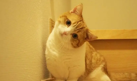 猫拉肚子是怎么回事