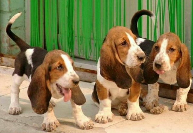 纯种巴吉度犬图片 纯种巴吉度犬图片