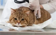 猫体内外驱虫多久一次合适