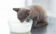 猫可以喝人的纯牛奶么