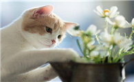 得了猫瘟的幼猫能活几天