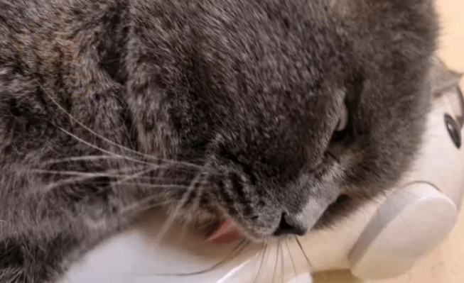 短腿蓝猫为爱情两次“越狱”,主人很感动,并带它做了绝育 短腿蓝猫为爱情两次“越狱”,主人很感动,并带它做了绝育