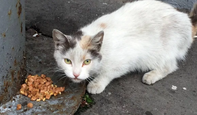 家猫不要的旧玩具,被主人当垃圾丢弃,在流浪猫眼中竟成了宝贝 家猫不要的旧玩具,被主人当垃圾丢弃,在流浪猫眼中竟成了宝贝