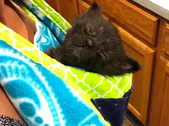 流浪猫得了猫艾滋而被送走,小猫吵着找妈妈,女孩的办法太贴心了 流浪猫得了猫艾滋而被送走,小猫吵着找妈妈,女孩的办法太贴心了