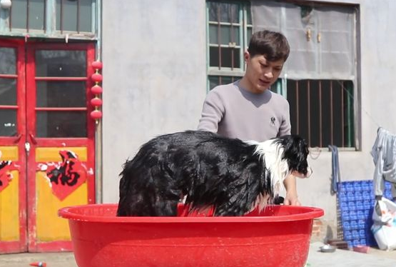 夫妻感情不合虐待边牧，被救下后吓得浑身哆嗦，如今狗狗大变样