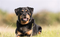 罗威纳犬属于什么型犬