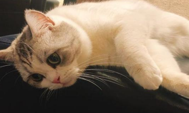 室内养的猫会有弓形虫吗