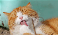 猫被坐到了会伤到内脏么吗