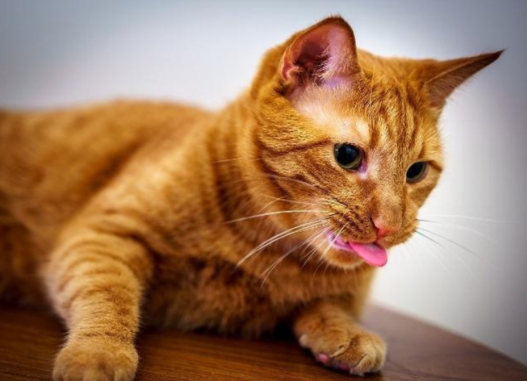 猫吃老鼠药怎么办?简单的方法 猫吃老鼠药怎么办?简单的方法