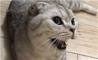 猫咪玩儿累了会一直吐舌头喘气吗