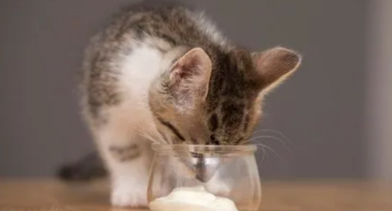 猫可以吃人类的酸奶吗