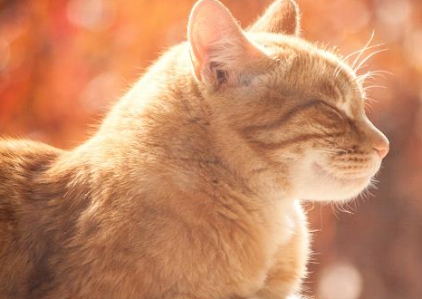 泡水猫粮危害大吗