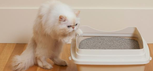 两个月的猫咪怎么喂养