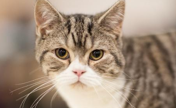 猫宁愿饿着也不吃猫粮