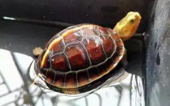 黄缘闭壳龟深水养还是浅水养?不清楚的快来看看! 黄缘闭壳龟深水养还是浅水养?不清楚的快来看看!
