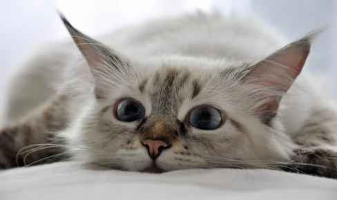 猫咪能不能吃桃子罐头 猫咪能不能吃桃子罐头