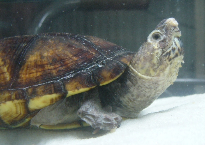 不吃不喝！亚马逊泥龟展示冬眠的硬核操作