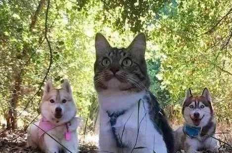 被哈士奇一手带大的小猫咪，长大后会变成怎样？