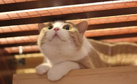 猫传腹是什么病会传染吗
