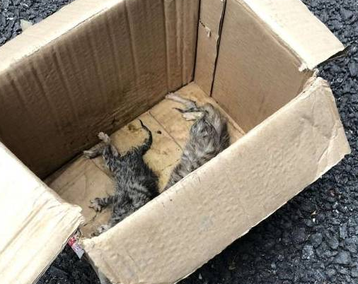 流浪狗被收养后，热衷于救助小猫，狗狗：我只是不想它们挨饿 