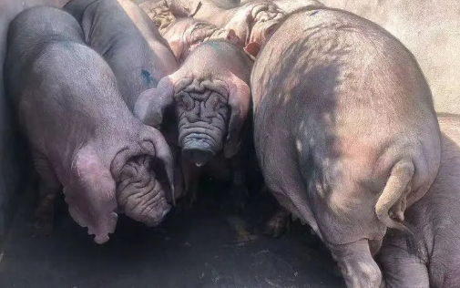 注意这几点,太湖母猪还是很好养的! 注意这几点,太湖母猪还是很好养的!