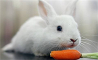 兔子吃不吃胡萝卜叶子