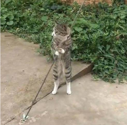 流浪猫抱着钢索不停扭动,路人觉得搞笑,网友道出原因后令人心疼 流浪猫抱着钢索不停扭动,路人觉得搞笑,网友道出原因后令人心疼