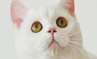 猫一直躲在床下不出来怎么办