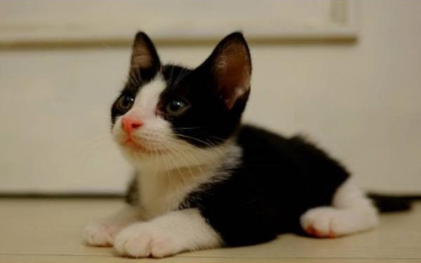 可爱小猫咪被收编后身材发福，宠主笑翻：从S变成XL号
