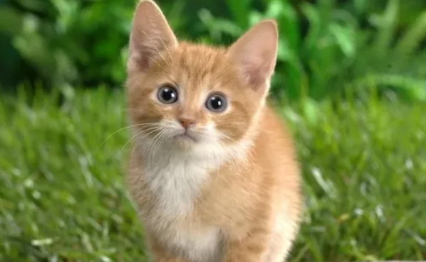 小猫什么时候可以做驱虫 小猫什么时候可以做驱虫