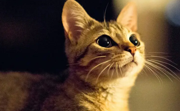 被猫身上的跳蚤咬了是什么症状