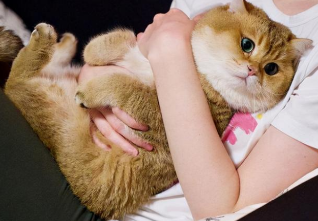 馋不腻猫粮让猫咪的毛发变得靓丽有光泽