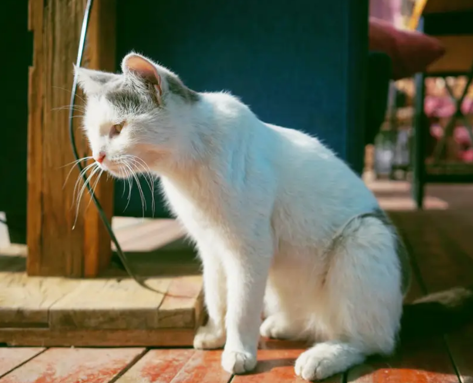 猫能不能吃胡萝卜拌鸡胸肉
