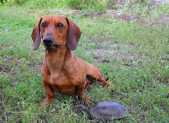 腊肠犬为什么禁养 腊肠犬为什么禁养