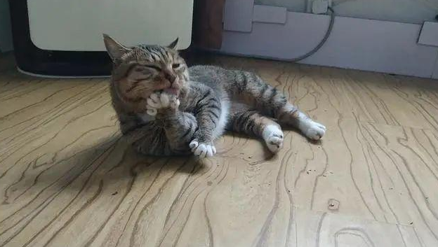 又是被猫猫嘲笑的一天!真相让人泪目,猫猫会嫌弃铲屎官笨么? 又是被猫猫嘲笑的一天!真相让人泪目,猫猫会嫌弃铲屎官笨么?