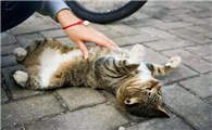 小猫把肚子翻过来对你是什么意思